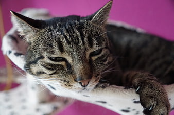 Close-up portrait of a tired tabby cat resting on a white cushion