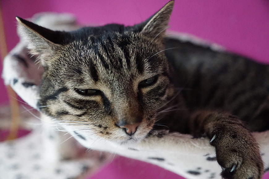 Close-up portrait of a tired tabby cat resting on a white cushion