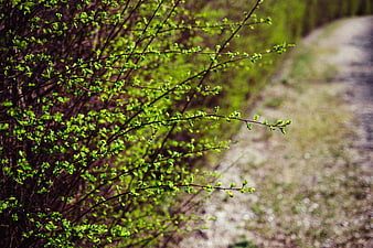 Fresh green spring leaves on branches with blurred path background