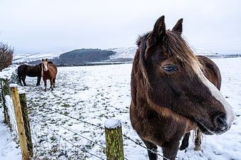 Curious brown horse with white blaze in snowy winter field