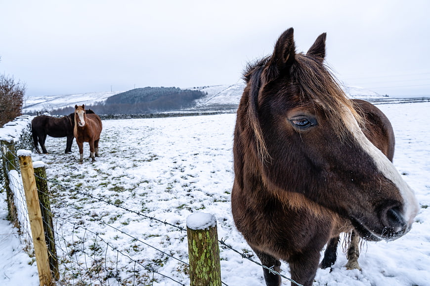 Curious brown horse with white blaze in snowy winter field