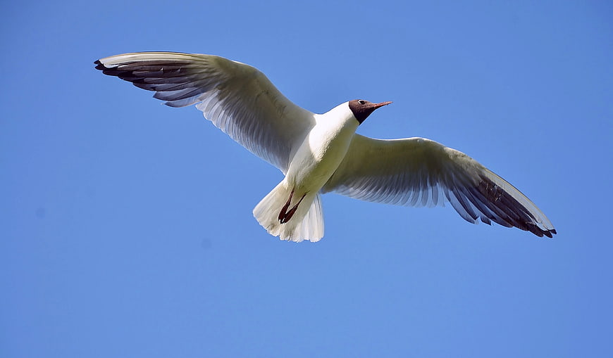 Black-headed Gull Flying Against Clear Blue Sky