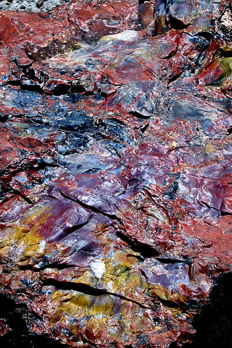 Vibrant multicolored petrified wood texture close-up