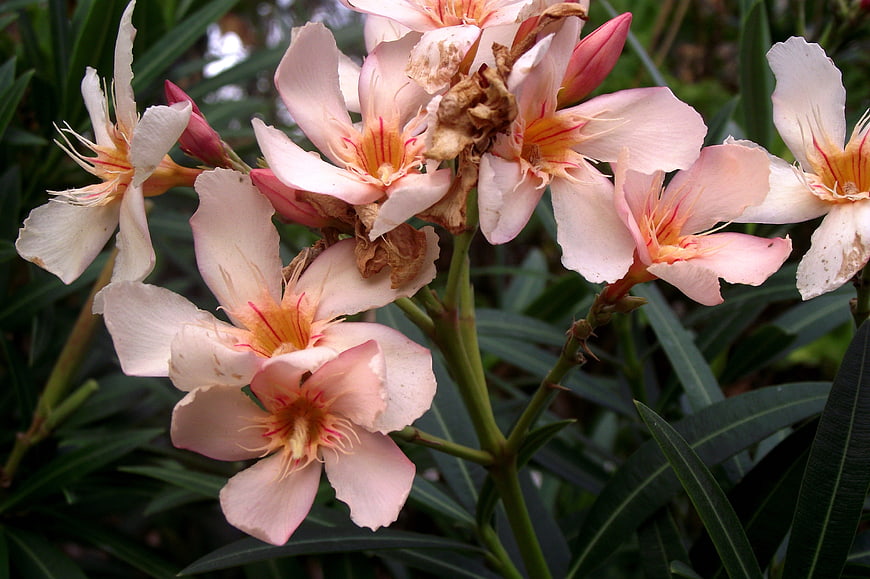 Close-up of Pink Oleander Flowers with Green Leaves