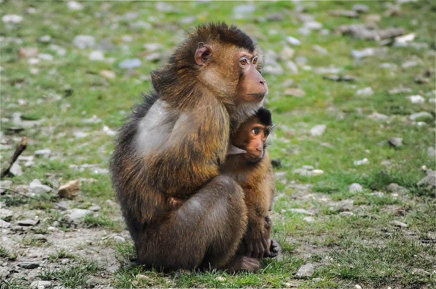 Mother Barbary Macaque Holding Baby Monkey in Grass