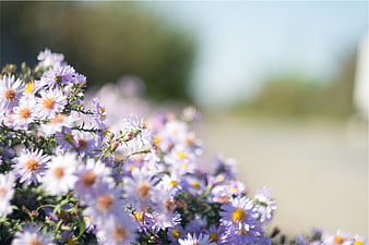 Close-up of purple aster flowers with blurred background