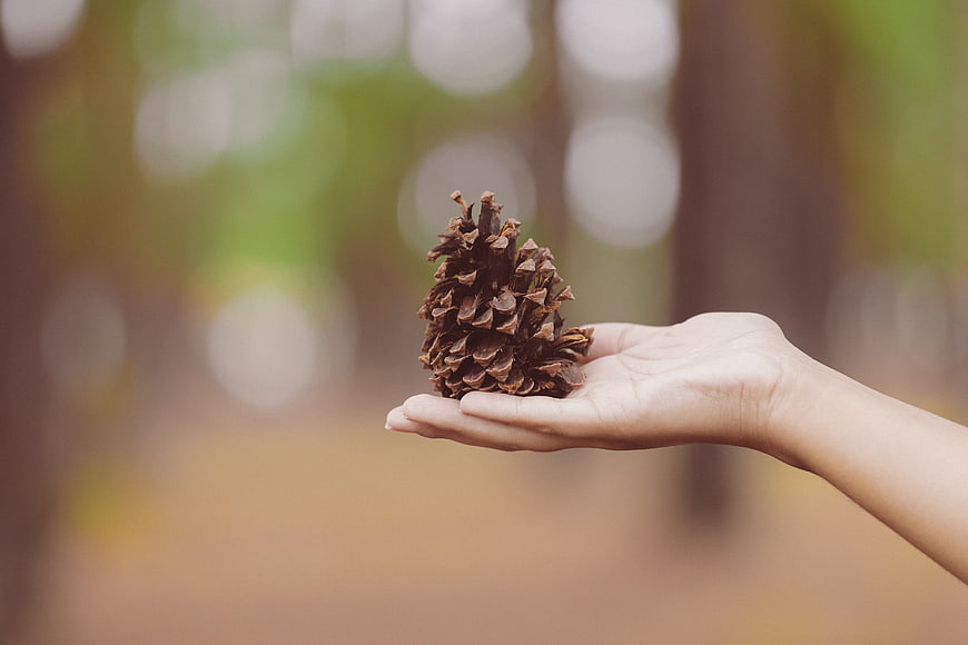 Hand holding pine cone in blurred forest background