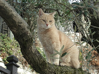 Orange tabby cat sitting on an olive tree branch