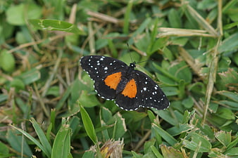 Black and orange butterfly resting on green grass