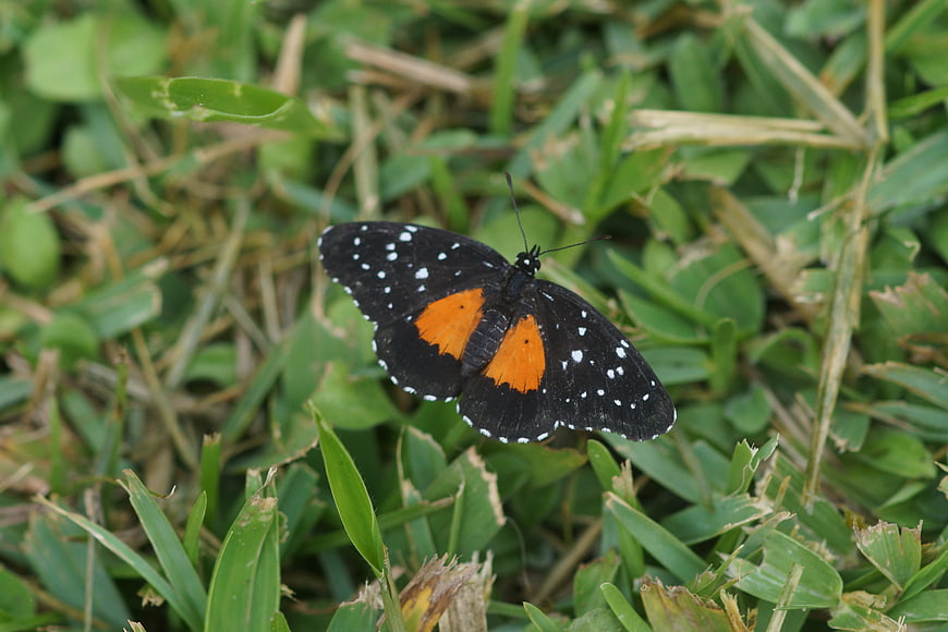Black and orange butterfly resting on green grass