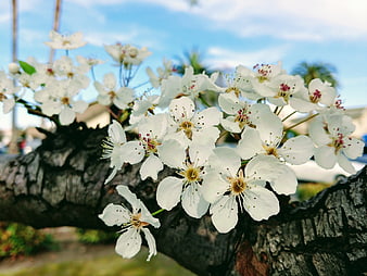 White cherry blossoms on a textured tree branch against blue sky