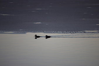 Silhouette of Two Ducks Swimming on Frozen Lake