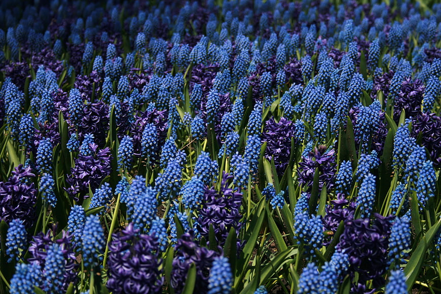Vibrant Blue and Purple Grape Hyacinth Flower Field