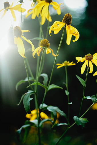 Yellow Coneflowers Backlit by Sunlight in Garden