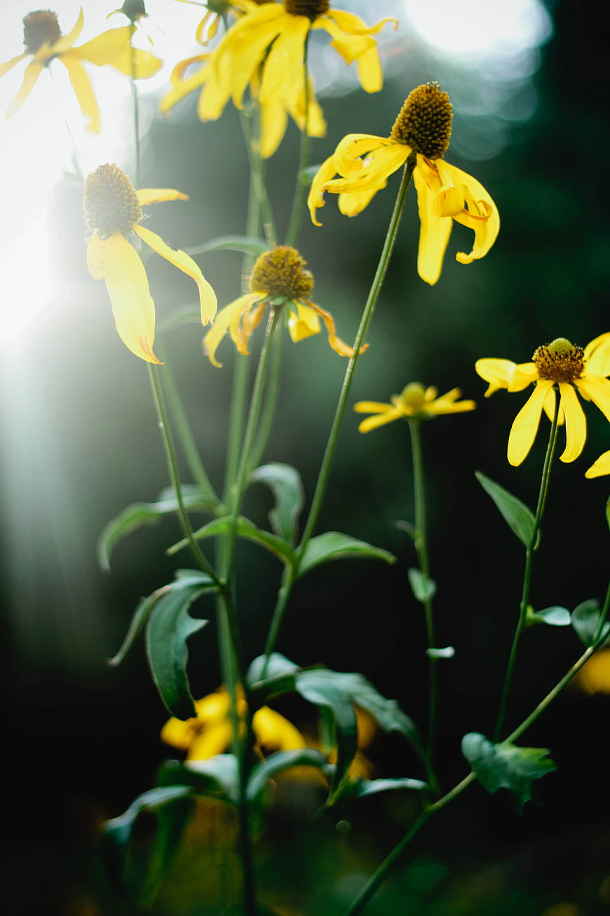 Yellow Coneflowers Backlit by Sunlight in Garden