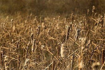 Dried Cattails in Autumn Wetland with Shallow Depth of Field