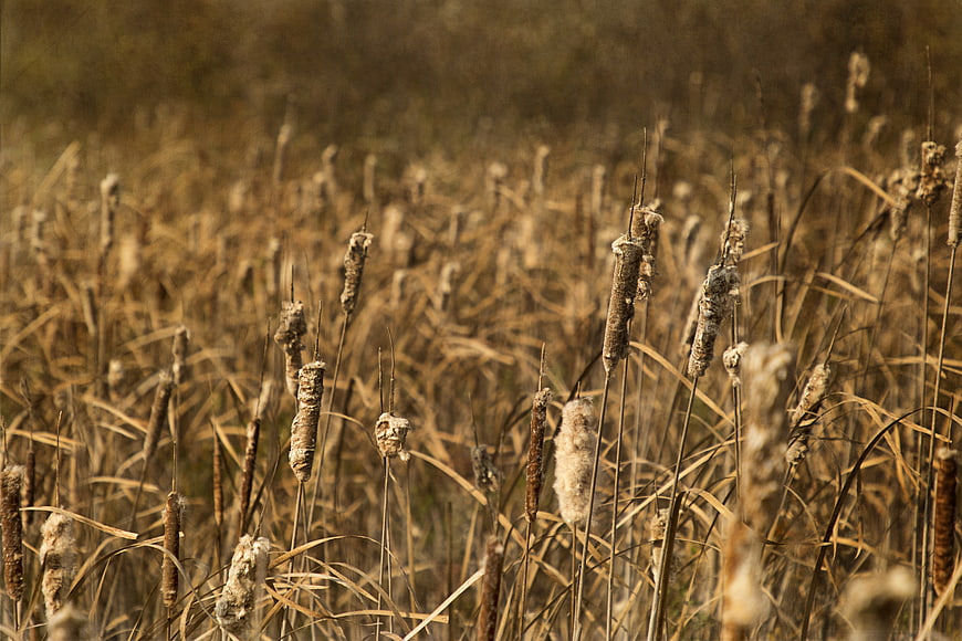 Dried Cattails in Autumn Wetland with Shallow Depth of Field