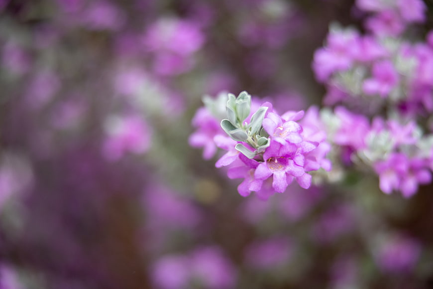 Close-up of purple flowers with blurred background
