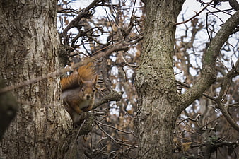 Red squirrel perched on tree branch in autumn forest
