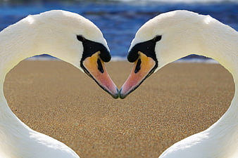 Two white swans forming heart shape on sandy beach