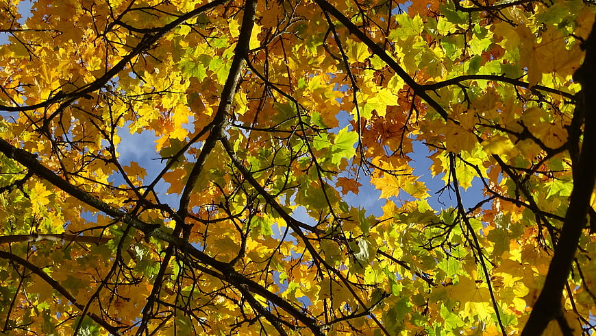 Low angle view of vibrant yellow maple leaves against blue sky