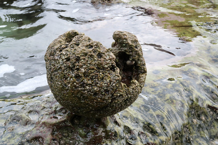 Close-up of barnacle-covered rock in tidal pool water