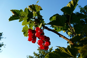 Red currants hanging on a branch against a blue sky