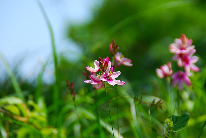 Pink Wildflowers in Green Grass with Blue Sky Background