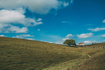 Solitary Tree and House on Rolling Green Hill Under Blue Sky