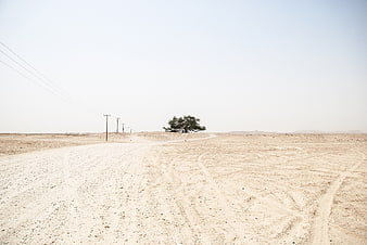 Lone tree on desert road with power lines