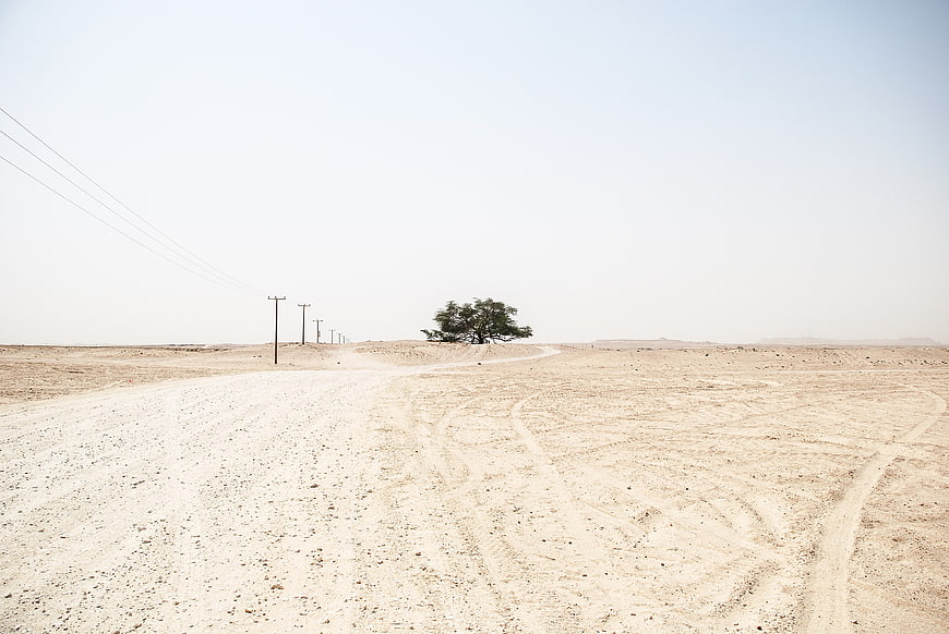 Lone tree on desert road with power lines