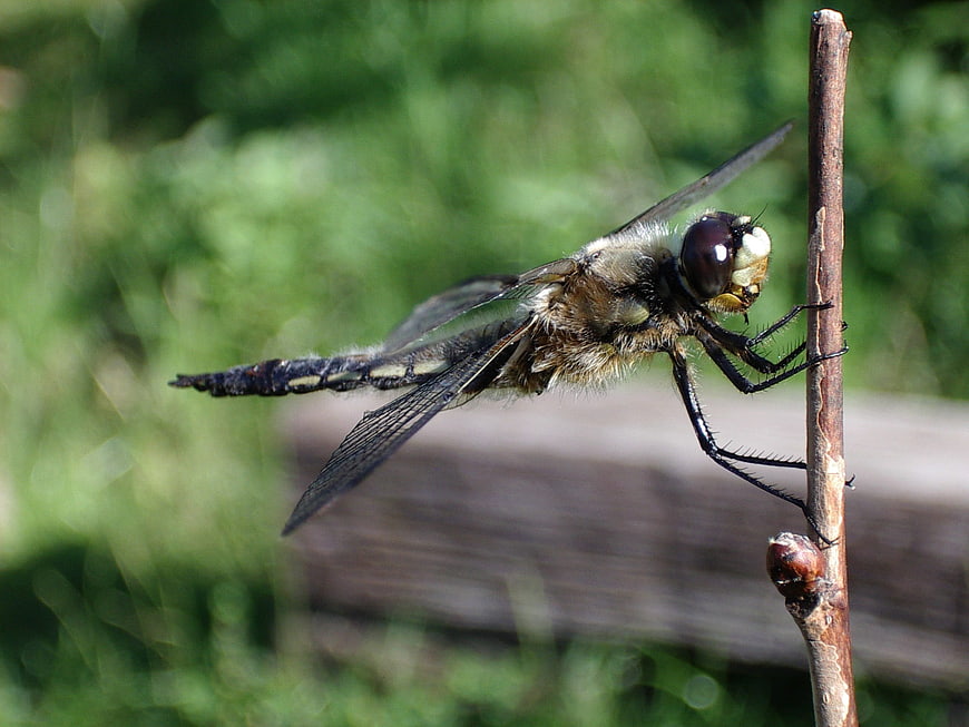 Close-up of a dragonfly perched on a twig in nature