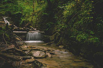 Serene Forest Stream with Small Waterfall and Mossy Rocks