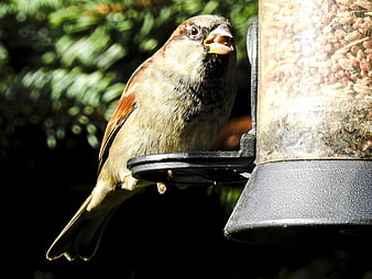 Male House Sparrow Eating Seeds from Bird Feeder