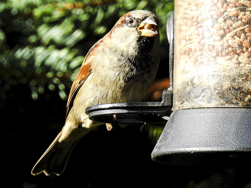 Male House Sparrow Eating Seeds from Bird Feeder