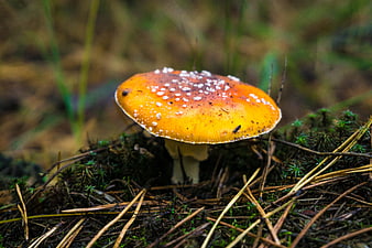 Close-up of Fly Agaric Mushroom in Forest