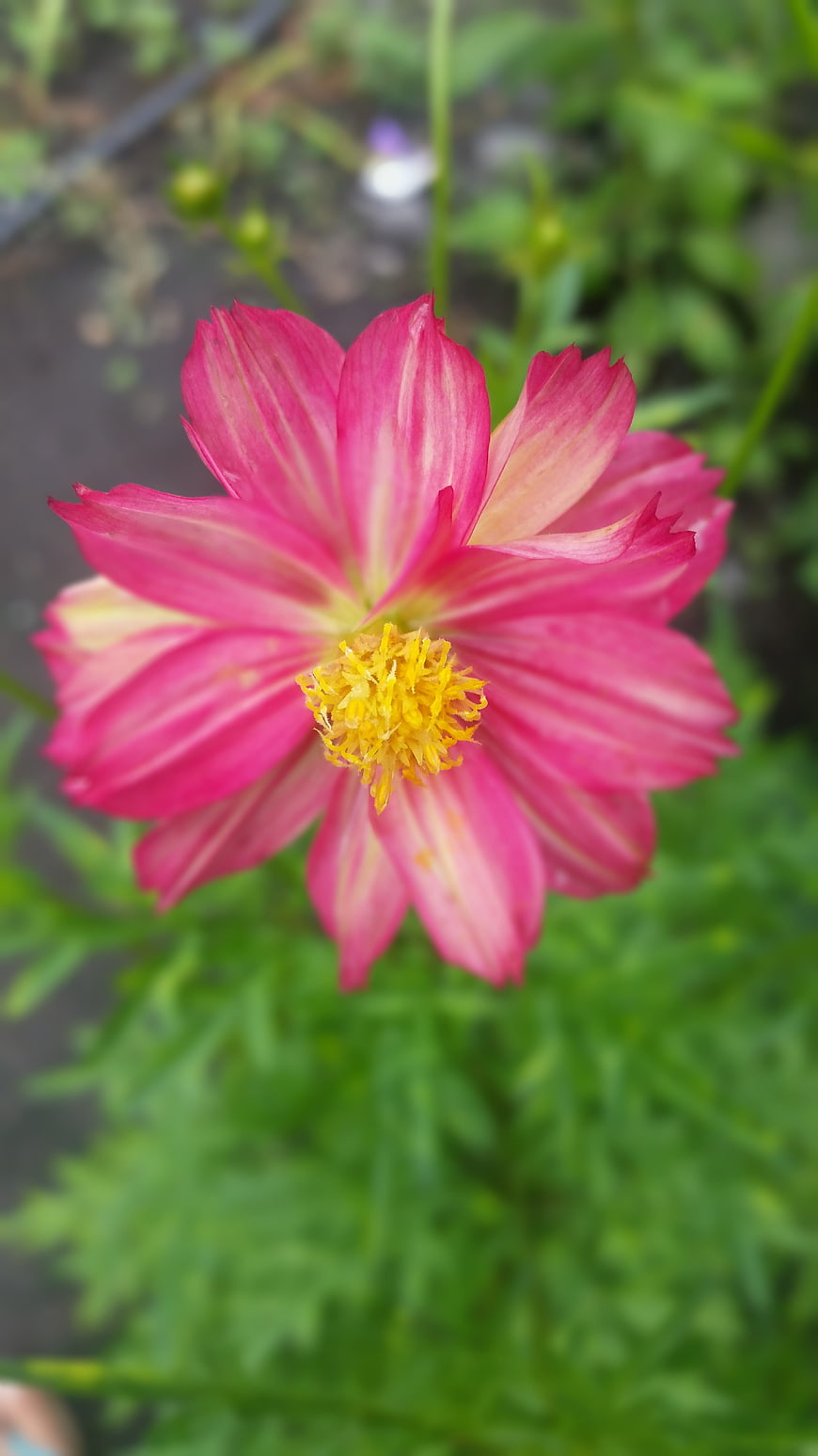 Close-up of vibrant pink cosmos flower with yellow center
