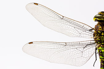 Macro Close-Up of Dragonfly Wings on White Background