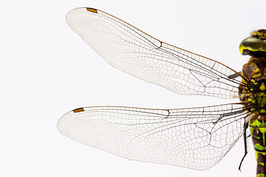 Macro Close-Up of Dragonfly Wings on White Background