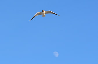 Seagull Flying Against Blue Sky with Moon