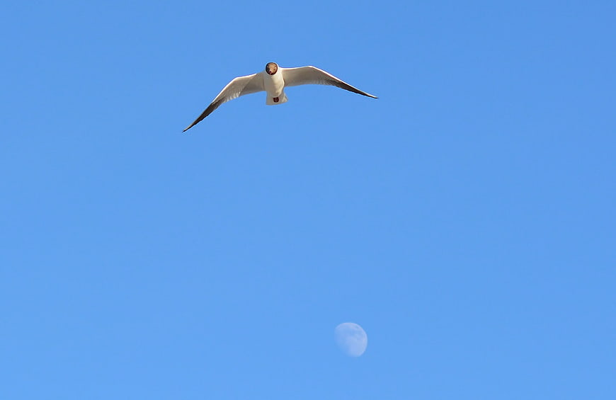 Seagull Flying Against Blue Sky with Moon