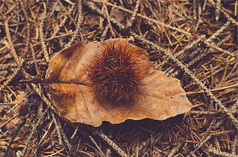 Spiky Chestnut Bur on Dry Autumn Leaf in Forest