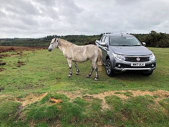 Gray Fiat Pickup Truck and White Horse in Green Meadow