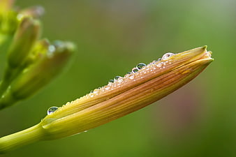Close-up of flower bud with water droplets on green background