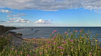 Coastal Landscape with Purple Wildflowers and Blue Sea