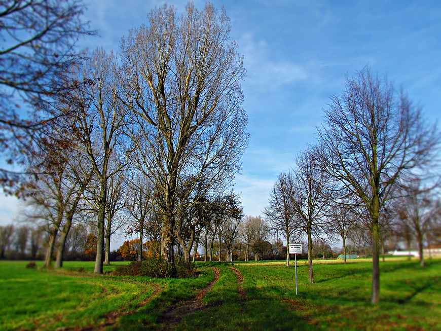 Sunny Park Path with Bare Trees and Green Grass