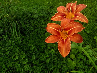Two vibrant orange daylilies blooming in a lush green garden