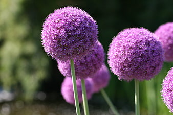 Close-up of vibrant purple allium flowers in a garden