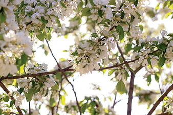 White Apple Blossoms on Branches in Spring Sunlight