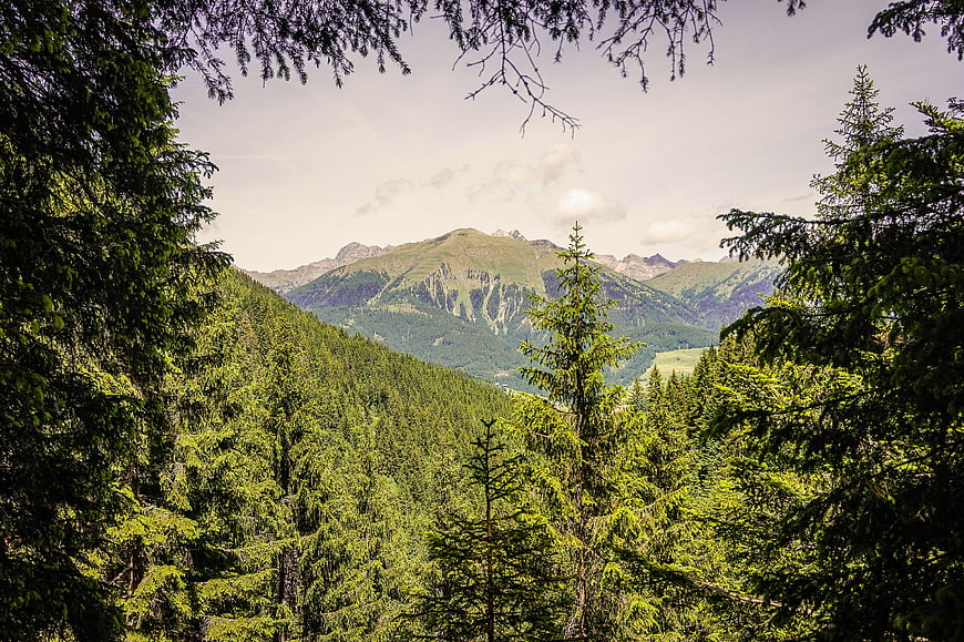 Scenic Alpine Mountain View Through Pine Forest Canopy